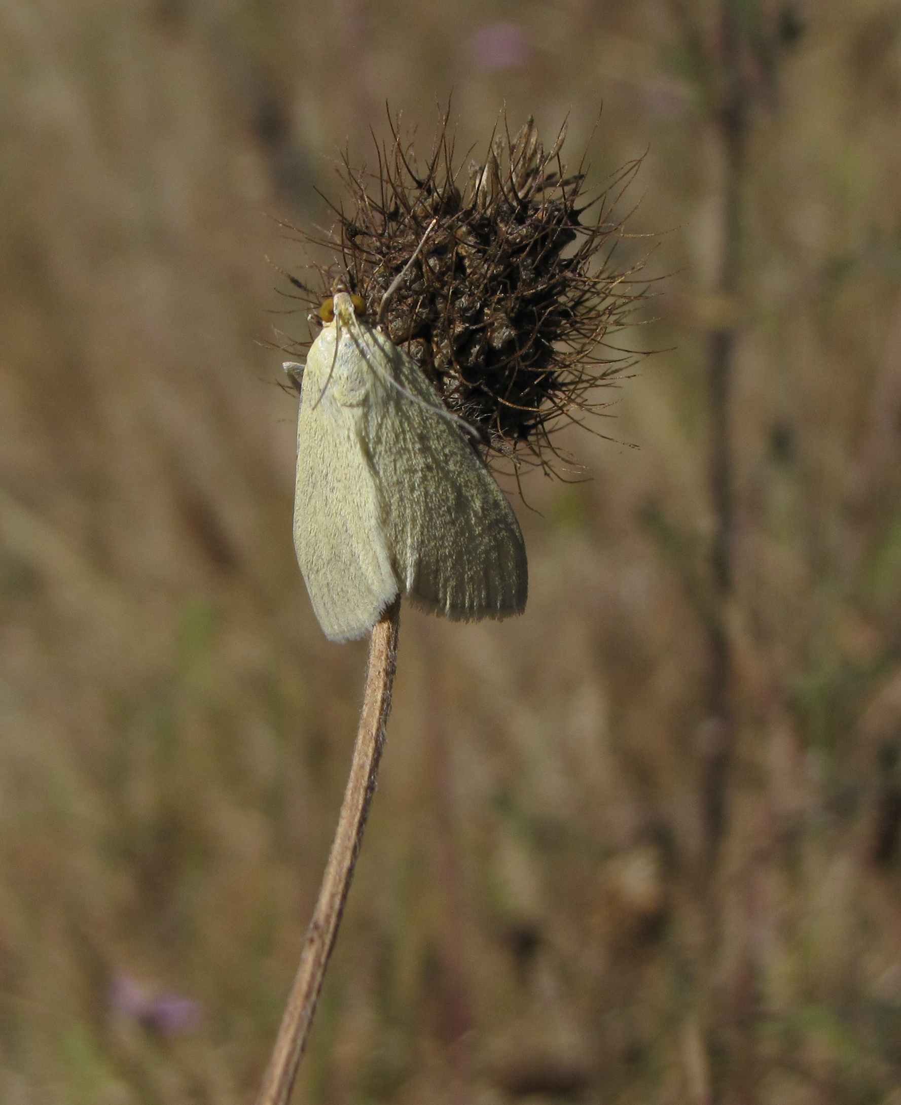 falena di color chiaro : Sitochroa palealis